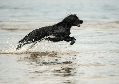 dog leaping through water