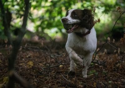 Springer spaniel in heavy woodland