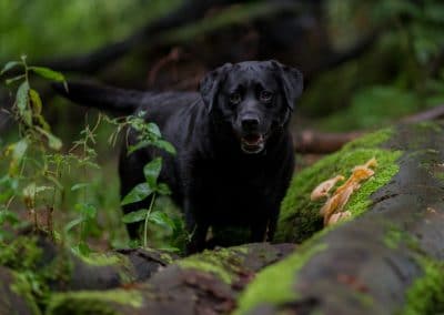Black lab in woods
