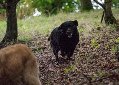 Black lab running in woods