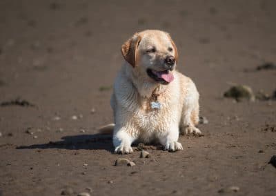 Labrador lying down