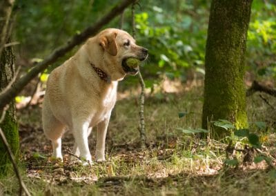 fat labrador