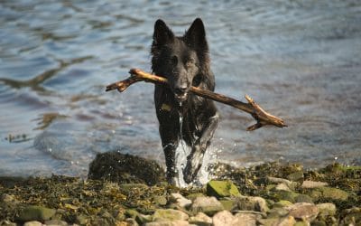 skye Black german shepherd photo