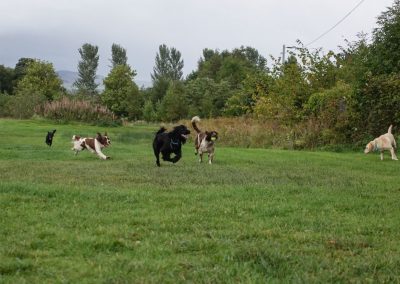 dogs running mad