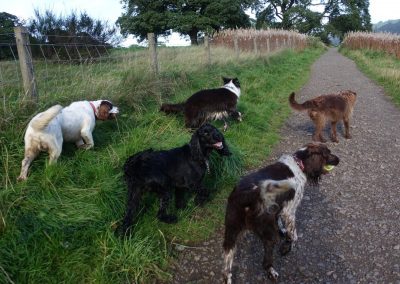 group of dogs