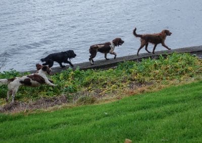 dogs walking on a wall