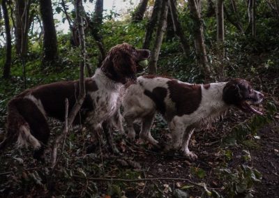Springer spaniels in woods