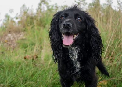 Cute cocker spaniel