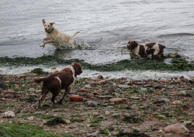 happy dogs playing in the water
