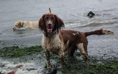 Wee Flo Sweet springer spaniel