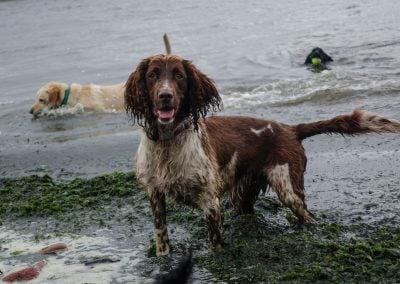 Sweet springer spaniel
