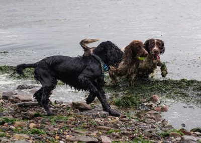 dogs on shore line