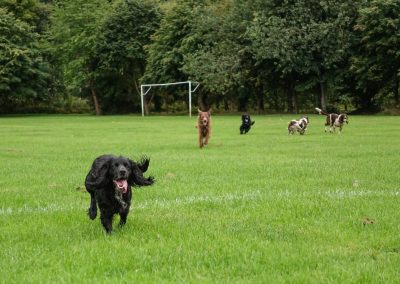 dogs running back