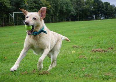 labrador running with ball