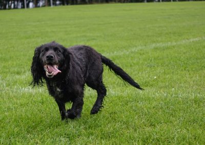 black cocker spaniel working