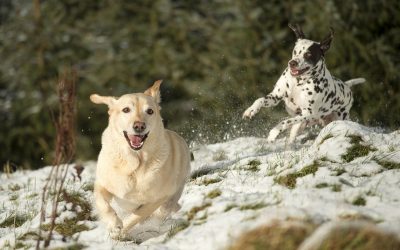 rox lola dog photos 2019