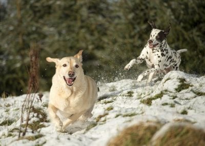 dog photos 2019