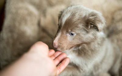 Brodie smelling my hand tiny collie puppy