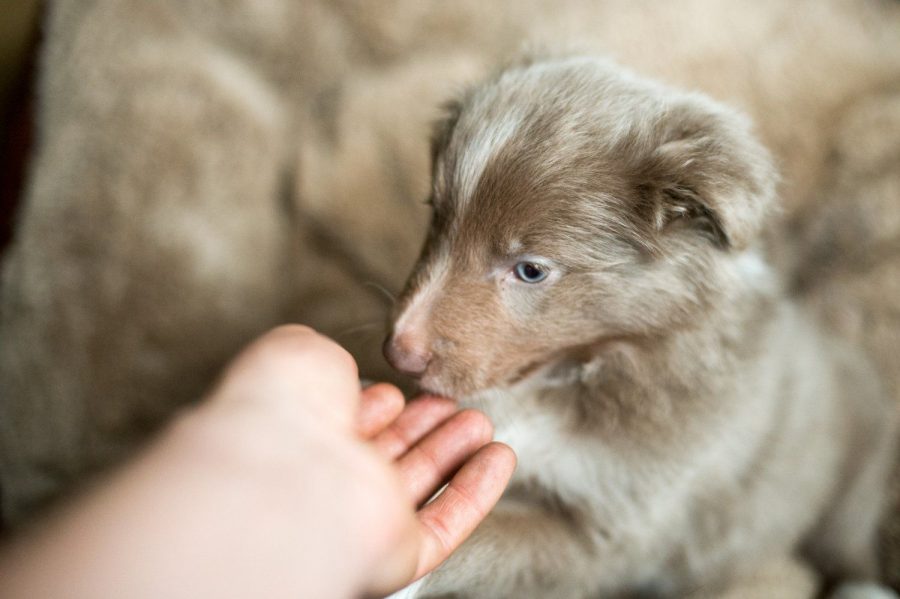 tiny collie puppy