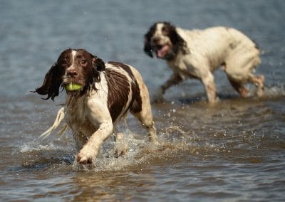 Springer spaniels in water