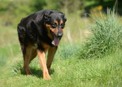 Large rottweiler cross