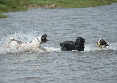 dogs in water