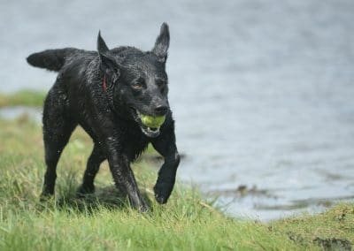 Black Labrador running with ball in mouth