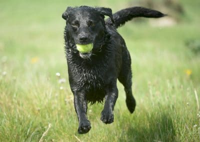 Black Labrador retrieving a ball
