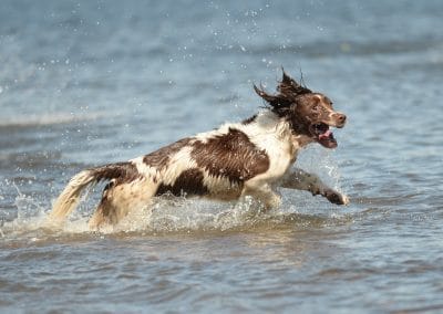 Springer spaniel running