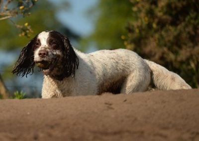 Springer spaniel photo on sunny day
