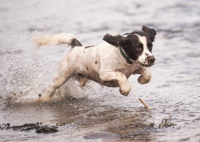 Spaniel jumping in river