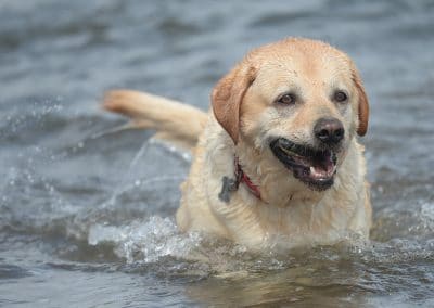 Close up of large labrador