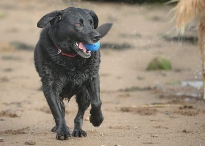 chunky black Labrador