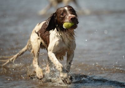 Springer with ball in mouth