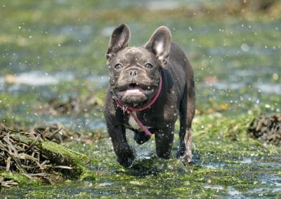 Blue French Bulldog puppy