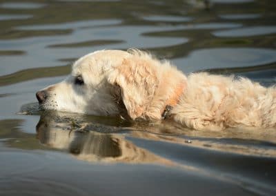 Old golden retriever swimming