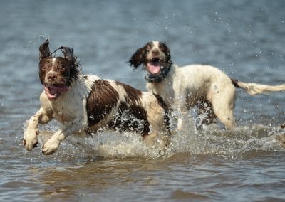 Happy spaniels