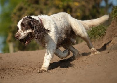 Liver and white springer