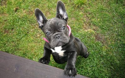 blue french bulldog puppy portrait
