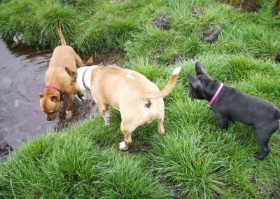 dogs at water hole
