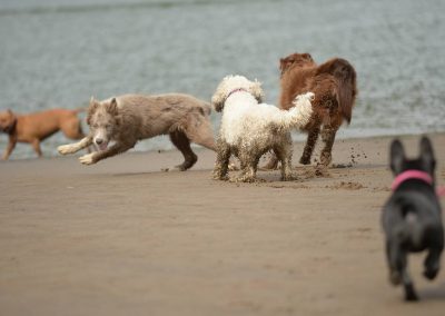 dogs having fun on a beach