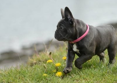 french bulldog bitch puppy