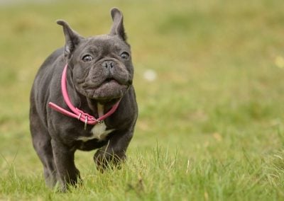 french bulldog pup running