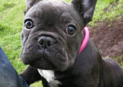 french bulldog puppy 15 weeks old