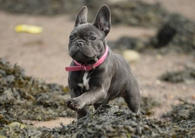french bulldog puppy running