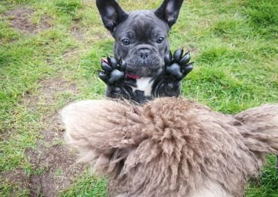 gorgeous french bulldog pup