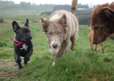 puppy french bulldog and border collie