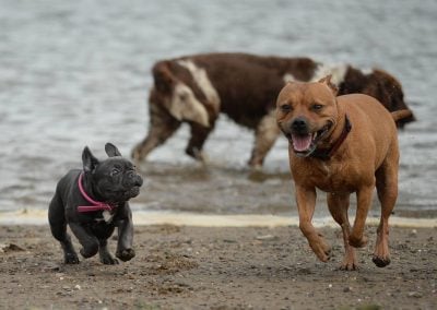 puppy french bulldog chasing after dog