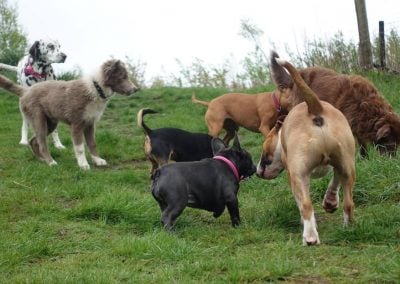 puppy meeting the pack
