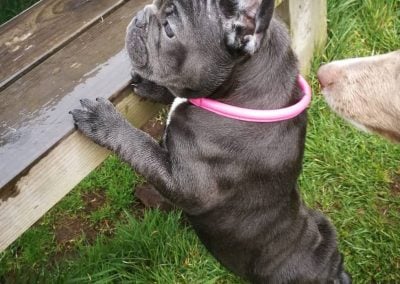 puppy standing on bench